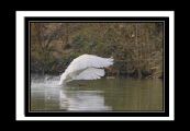 cygne_ (2).jpg